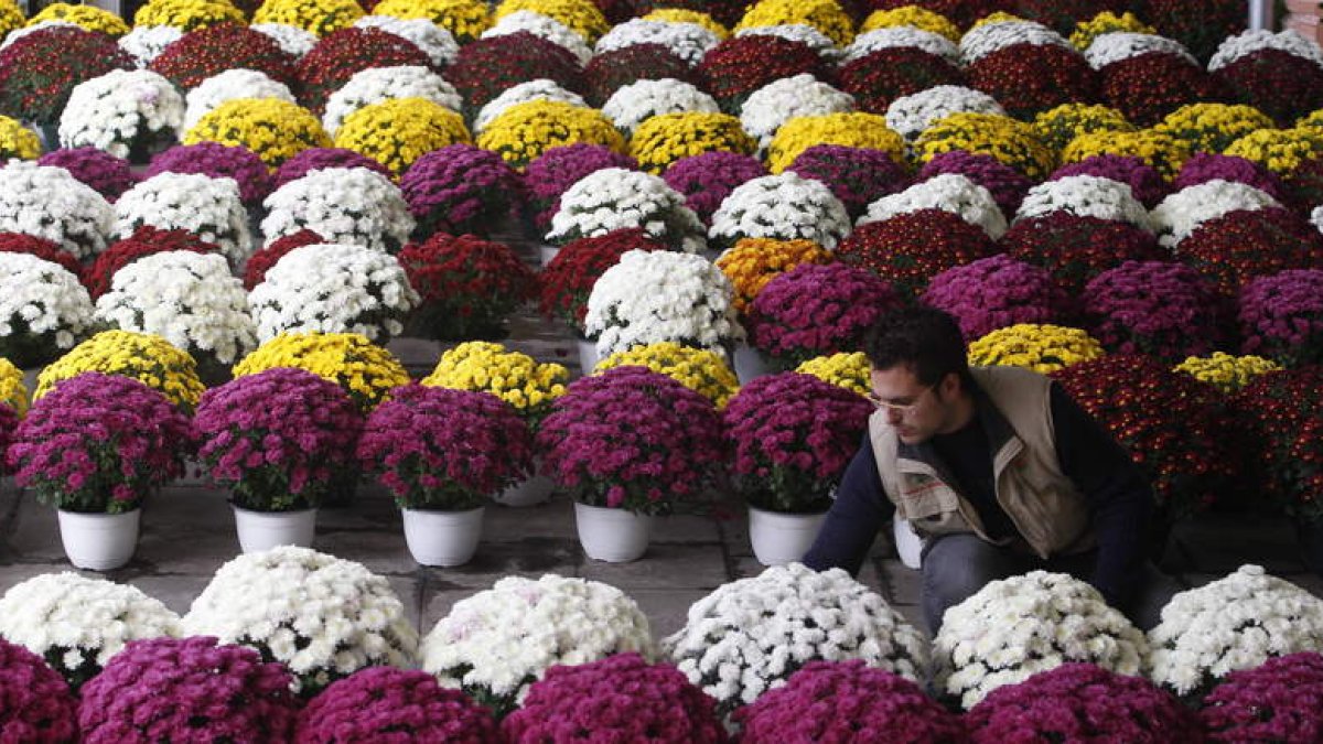 Los viveros y las floristerías preparan y cuidan durante semanas las flores para que luzcan perfectas el Día de los Difuntos.