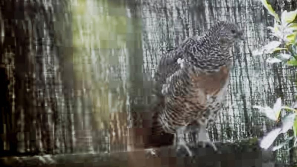 El urogallo es la especie más vulnerable a los parques. DL