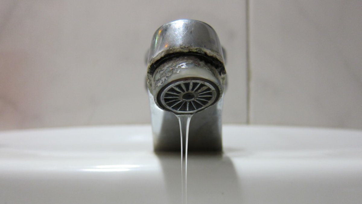grifo