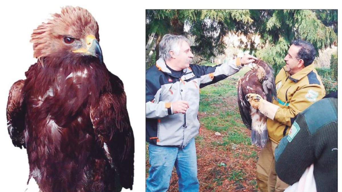A la izquierda, el pollo de águila rescatado. En la imagen de la derecha, los rescatadores del animal, una vez bajado del abeto.