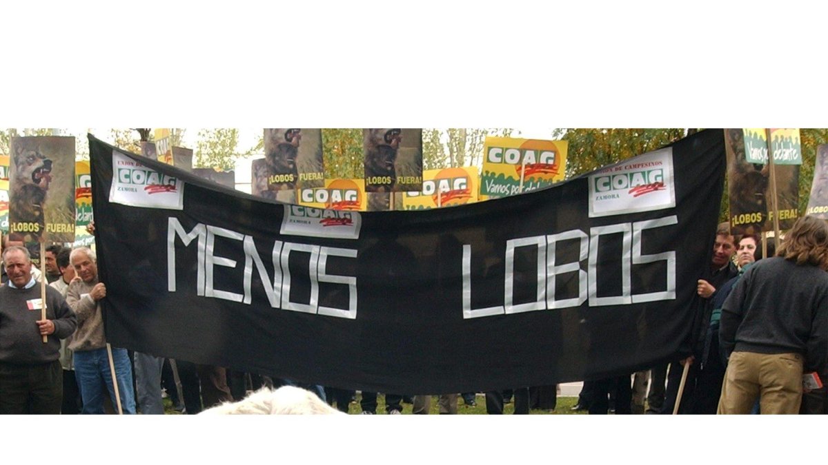 Unos trescientos ganaderos de Castilla y León se han manifestado en Valladolid para protestar por los daños que el lobo provoca en sus rebaños y por la inactividad de la Consejería de Medio Ambiente respecto a estos reiterados ataques. NACHO GALLEGO