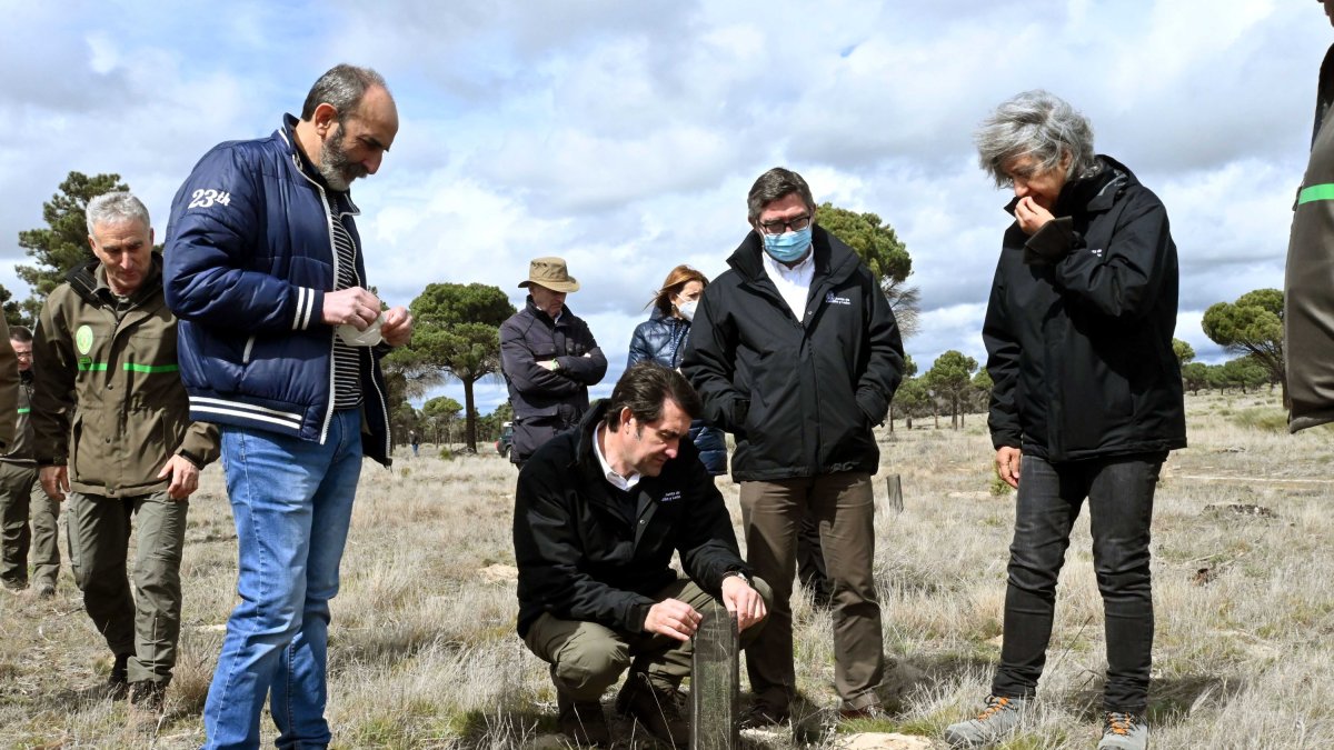 Suárez-Quiñones ha visitado los trabajos de restauración de los terrenos quemados entre las localidades segovianas Nieva y Nava de la Asunción. JCYL