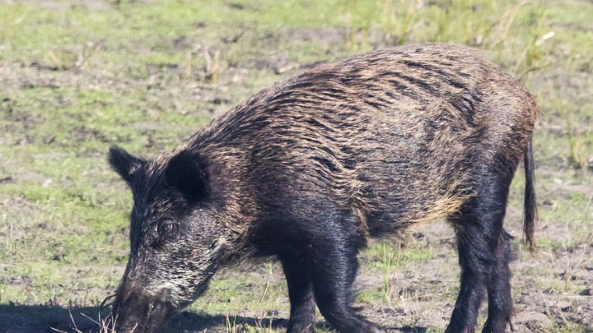 Un ejemplar de jabalí. DL