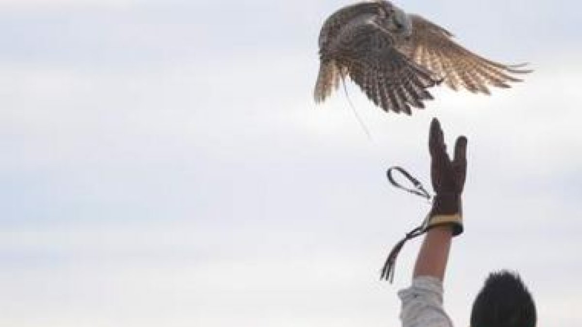 Una de las rapaces que participaron ayer en los vuelos de altanería se alimenta en el guante de su c