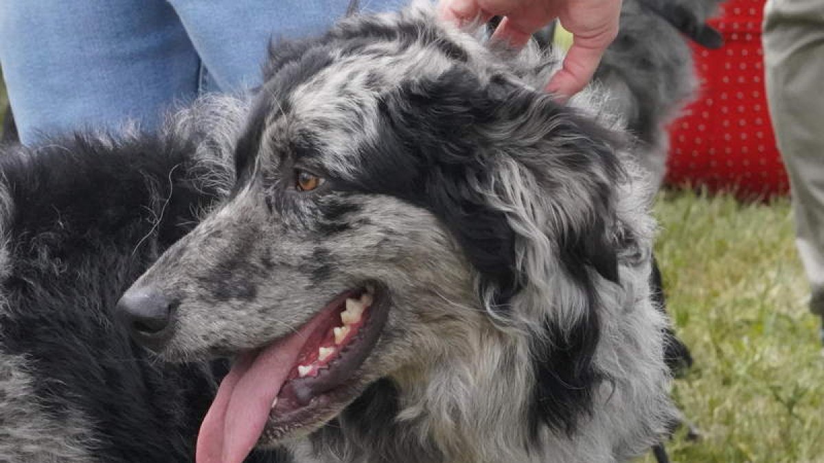 Los perros de la raza carea fueron los auténticos protagonistas del encuentro. J. NOARIO