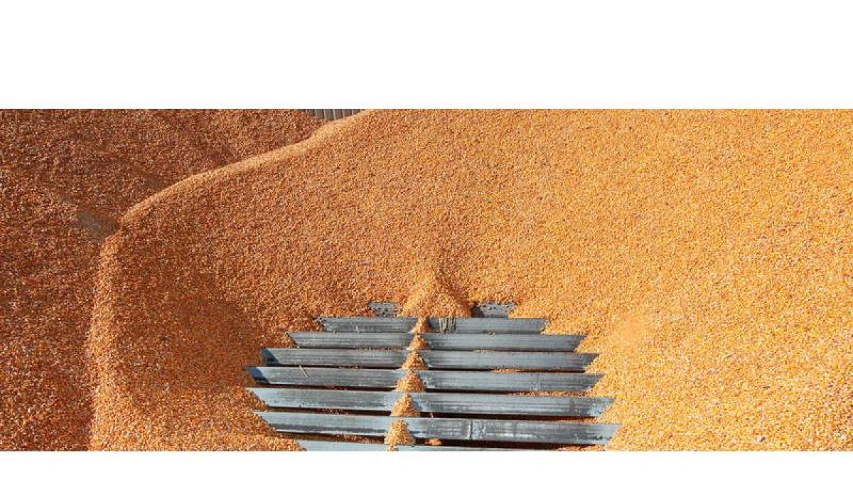 Grano en una tolva de una cosechadora. archivo