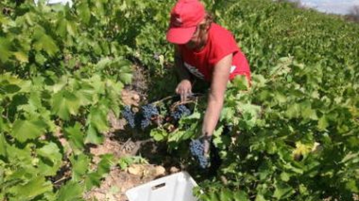 La vendimia entra en fase de apogeo estos días con la incorporación de las grandes bodegas.