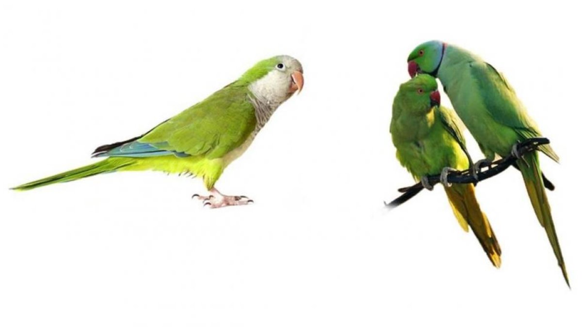 Las dos cotorras más habituales en España: a la izquierda, la cotorra argentina o de pecho gris; a la derecha, la cotorra de Kramer.