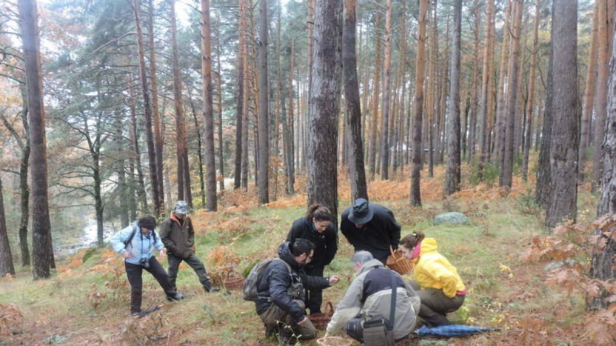 Varias personas buscan setas durante una jornada en la montaña. ROBERTO  ORDÓÑEZ