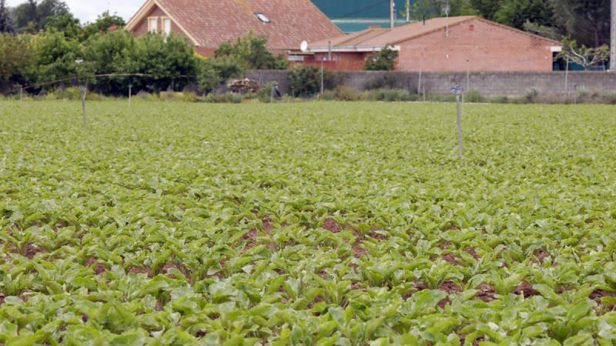 Remolacha en fase de nacimiento en una parcela de la vega del Esla, a mediodía de ayer. marciano pérez