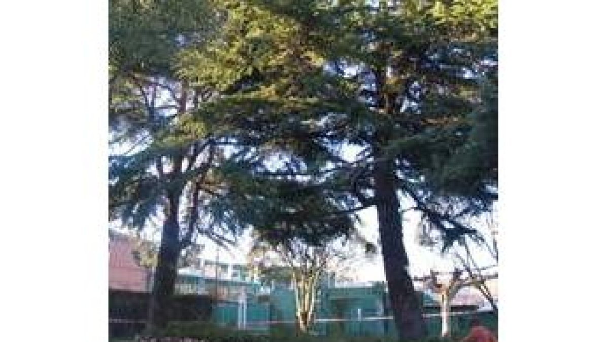 El parque Gil y Carrasco cuenta con un arbolado emblemático y valioso