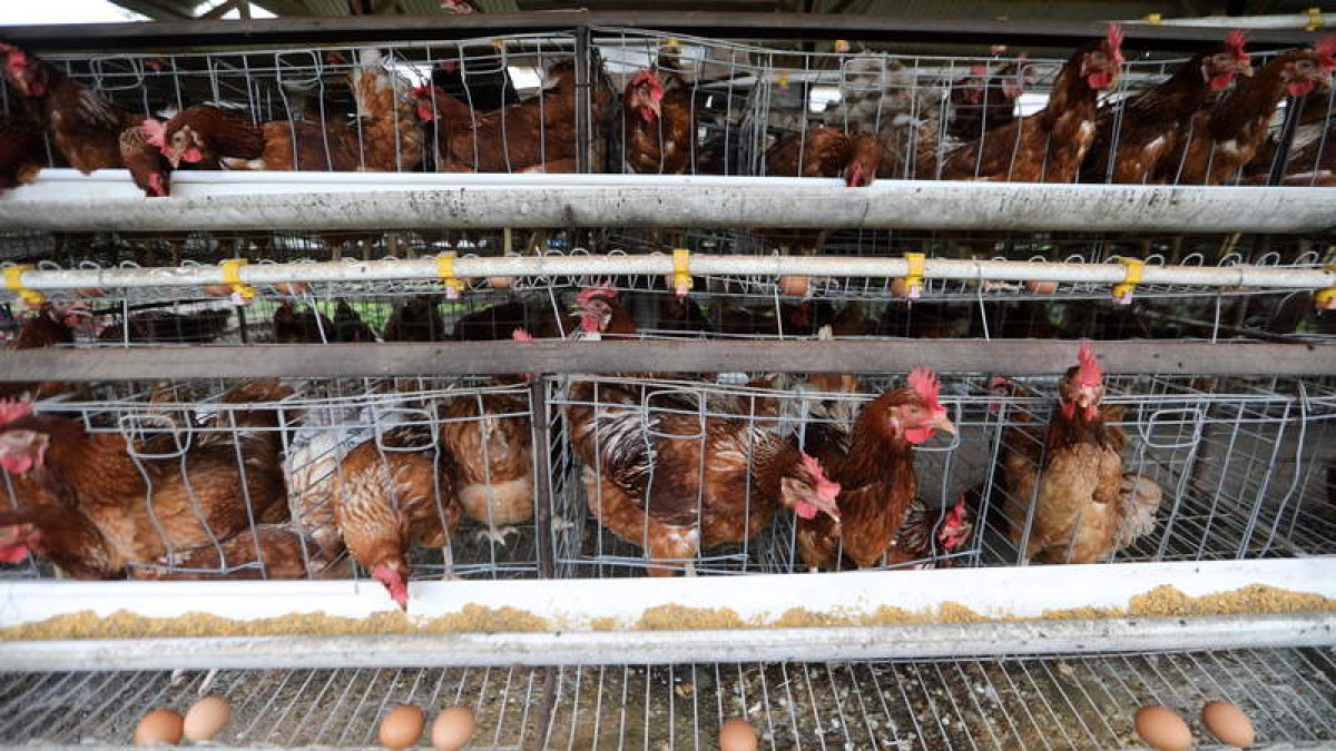Gallinas de puesta desde la jaula. efe