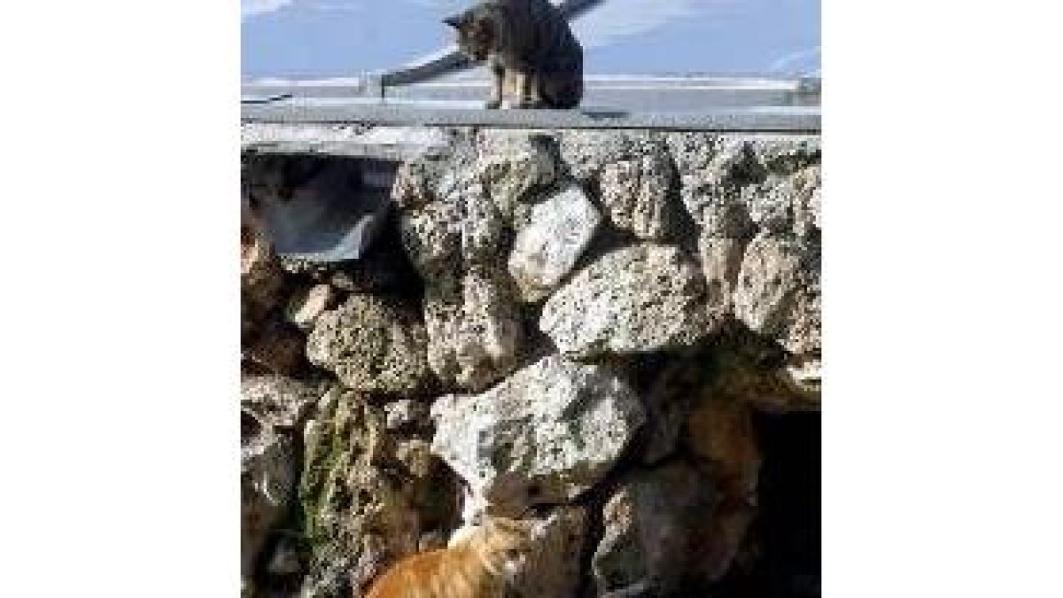 La condición de carnívoro del gato complica más su dieta al cocinar