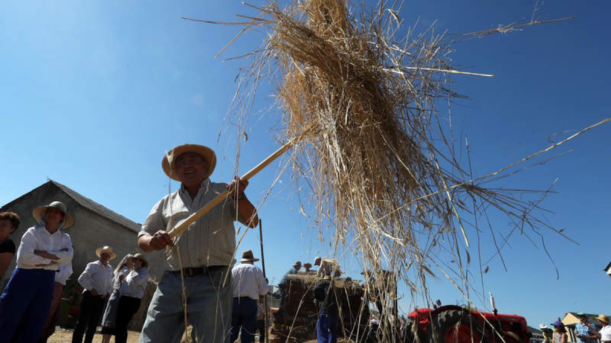 Ataviados como antaño y con aquellos utensilios, los participantes trabajaron el centeno. ANA F. BARREDO