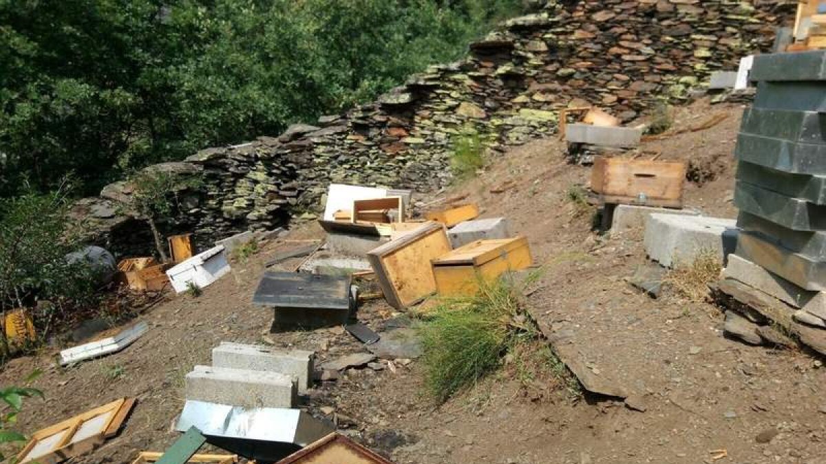 Estado en el que han quedado las colmenas tras el ataque del oso en el cortín de Santa Cruz del Sil. DL