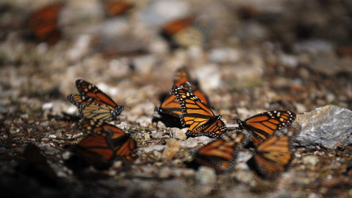 Con la llegada del otoño, árboles y caminos se convierten en un conglomerado de mariposas.