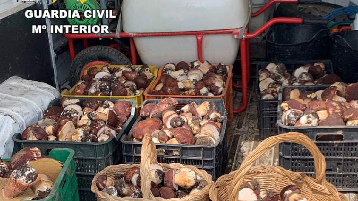 Setas interceptadas por los agentes del Seprona. GUARDIA CIVIL
