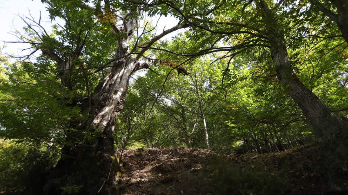 Un soto de castaños en el Bierzo, en una imagen de archivo. L. DE LA MATA