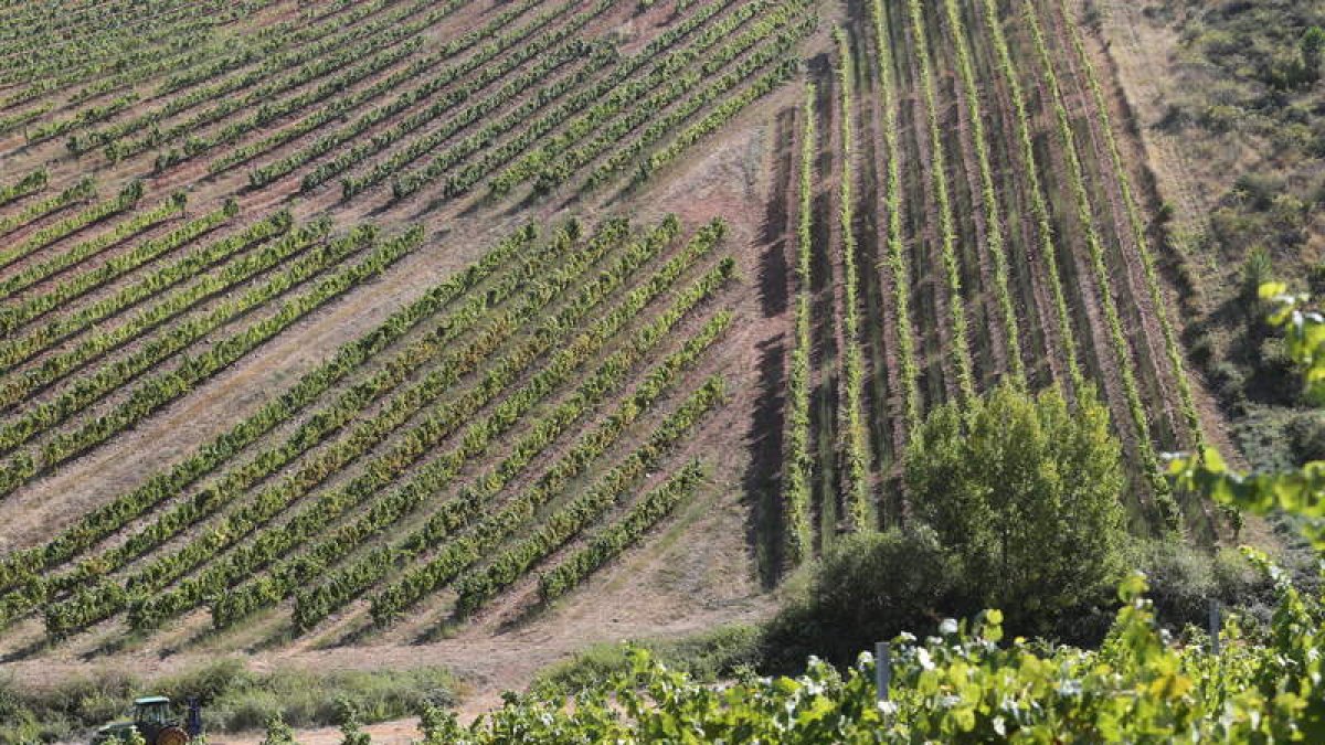 Imagen de archivo de una zona de viñedo plantada en espaldera en el comarca del Bierzo.