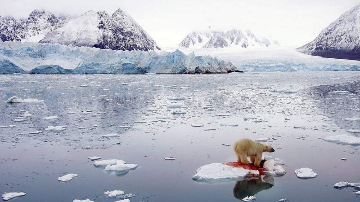 El oso polar es una de las especies más amenazadas por el cambio climático y el deshielo del Ártico. COMM PHOTO