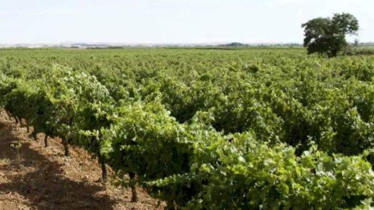 Viñedos de Bodegas Gordonzello. DL