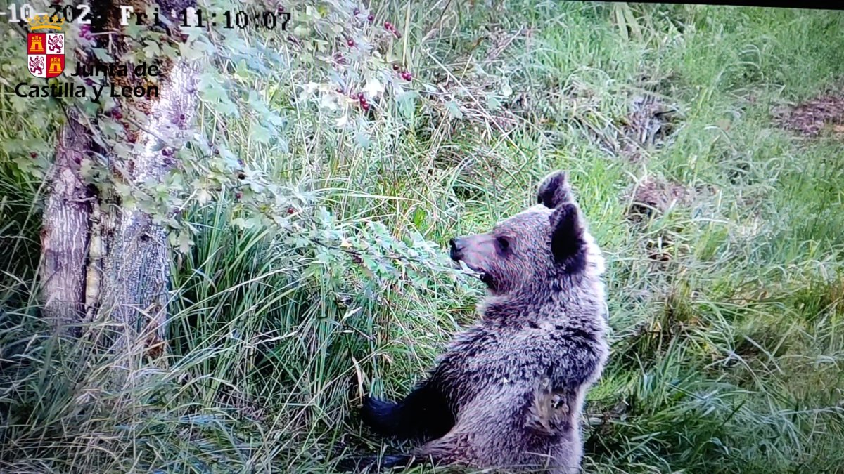 El osezno encontrado en Igüeña en las instalaciones de Valsemana. JCYL