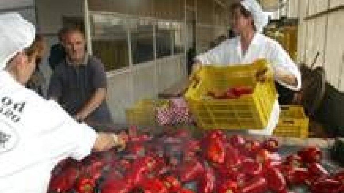 El asado del pimiento de calidad Bierzo es un clásico en estas fechas del año en la comarca