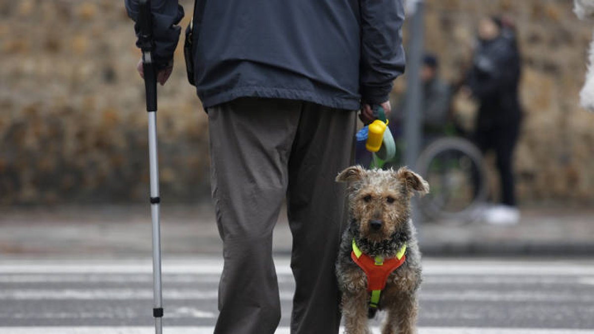 Un perro espera junto a su amo, en el paso de cebra de de la plaza del Espolón. F. Otero Perandones.
