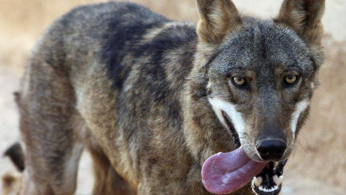 La Junta ha autorizado la batida de dos ejemplares de lobo en la zona de Riaño.