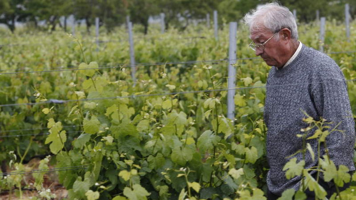 Pedro Casis, que ayer murió a los 77 años, pasea por La Vieja, la viña a la que dio tanta vida. RAMIRO