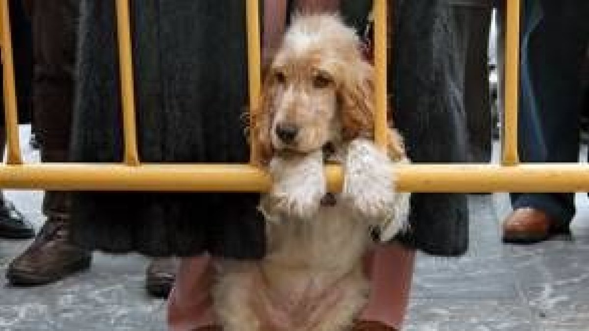 Simpática estampa de uno de los animales, que espera paciente su turno