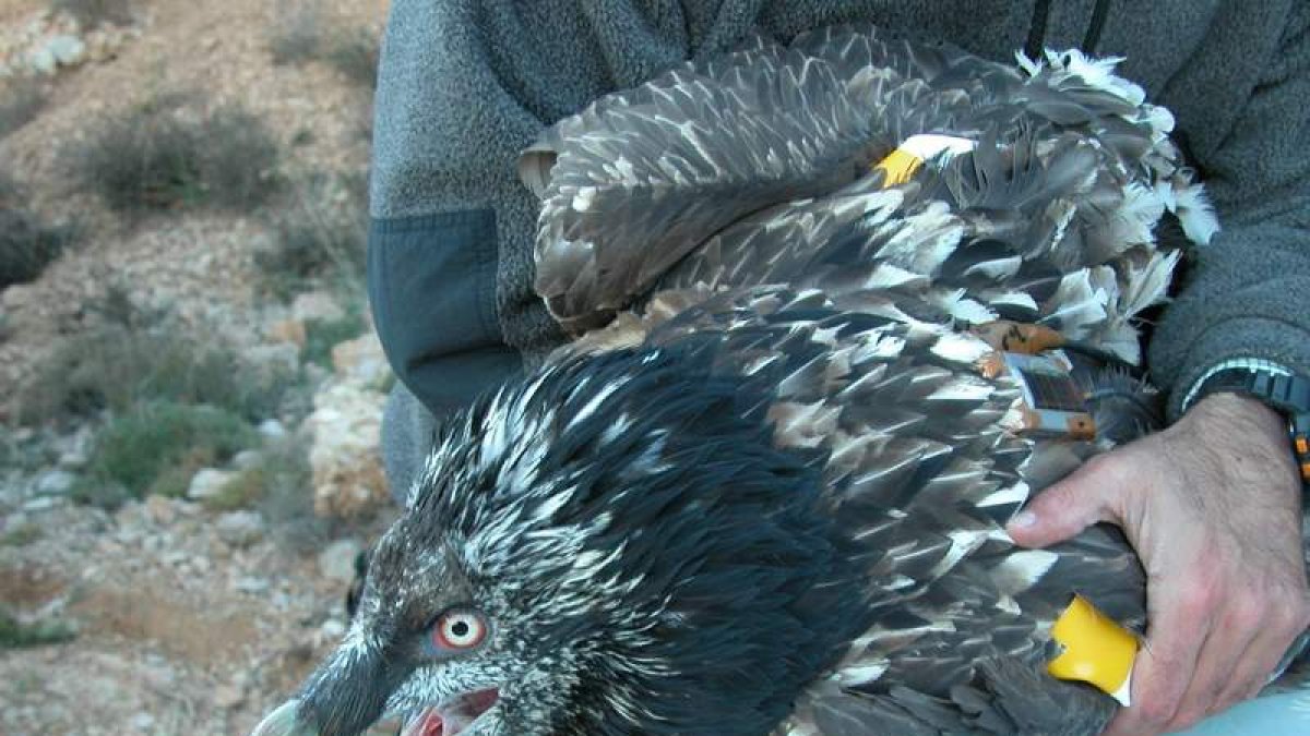 El marcaje de los quebrantahuesos facilita su seguimiento después de su liberación.