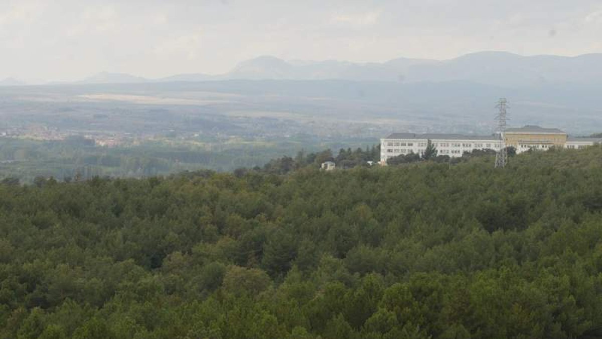 Imagen del frondoso conjunto arbóreo que configura el Monte San Isidro.