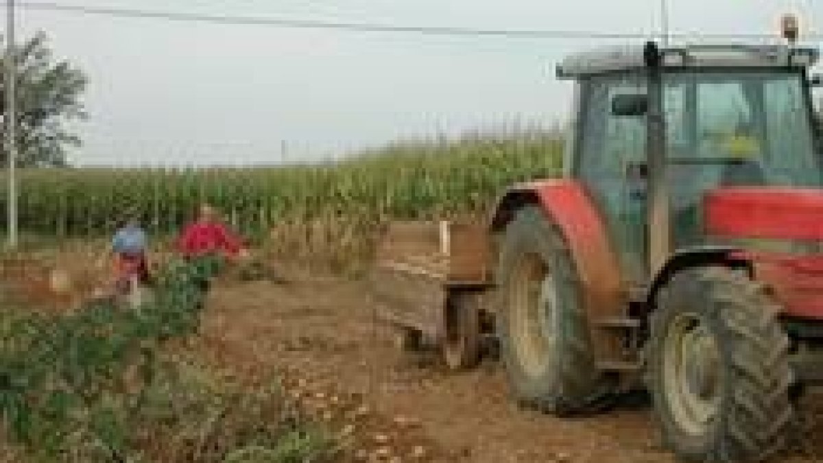 Poco a poco el campo leonés cuenta con un menor número de agricultores