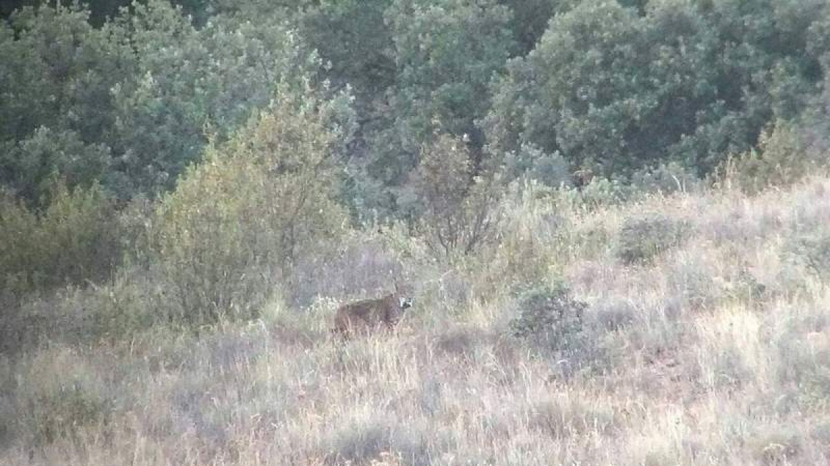 Imagen facilitada ayer por la Junta de este ejemplar de lince en tierras de Sanabria.