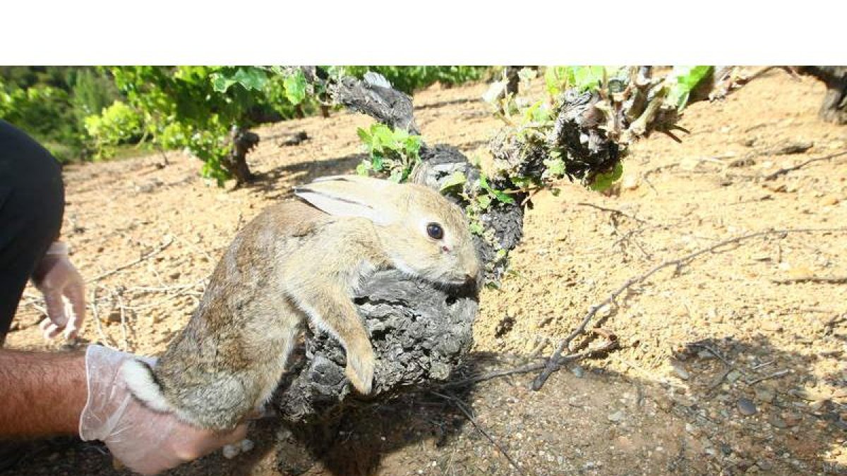Un conejo cazado en las batidas del año pasado.