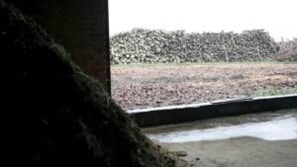 Un momento del proceso de fabricación de biomasa en el centro de Gestión Forestal de Saldaña