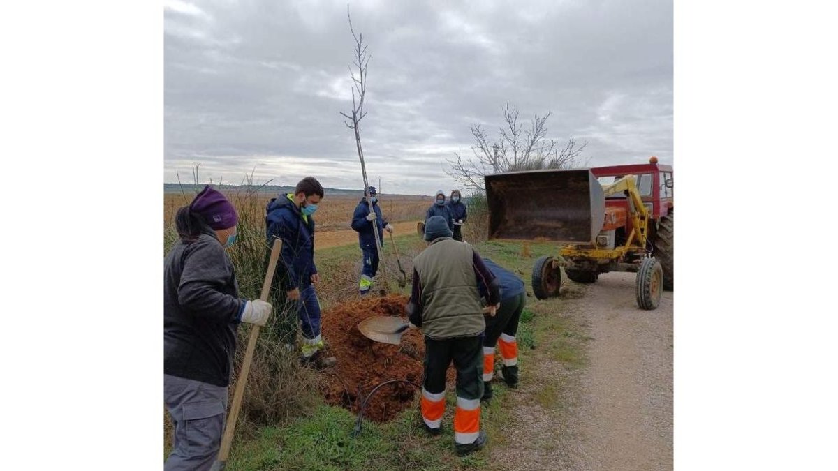 Dos imágenes de la plantación de árboles que ha llevado a cabo el Ayuntamiento de Valencia de Don Juan en la Vía Verde. DL