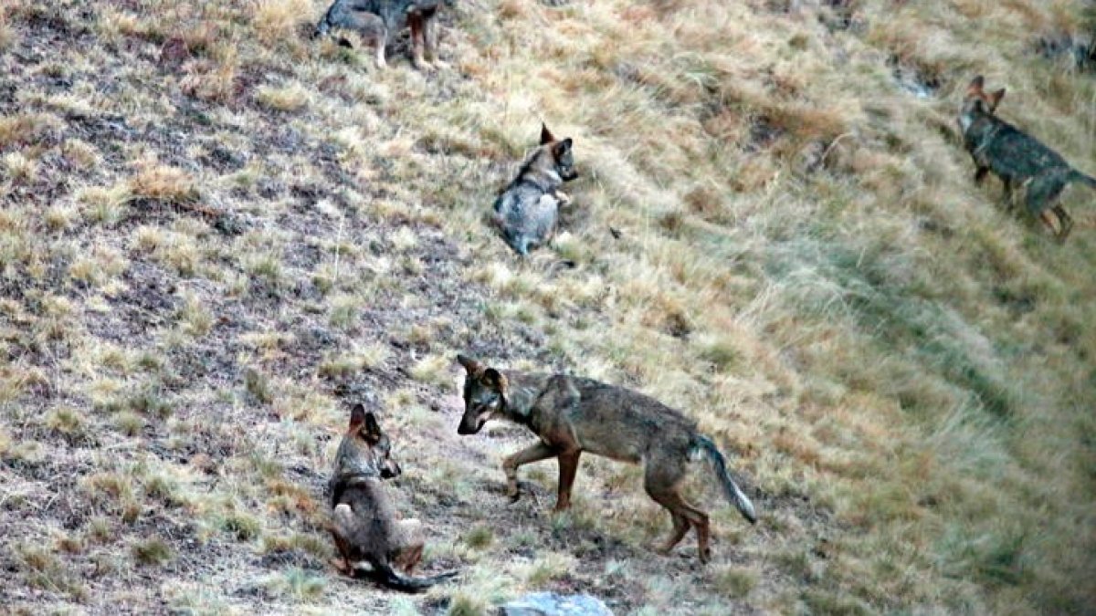 Ejemplares de lobo en las montañas de Riaño. ANDONI CANELA