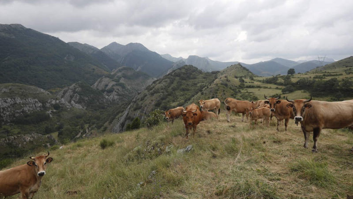 Ganado vacuno en una zona de pastos de la montaña central leonesa. archivo