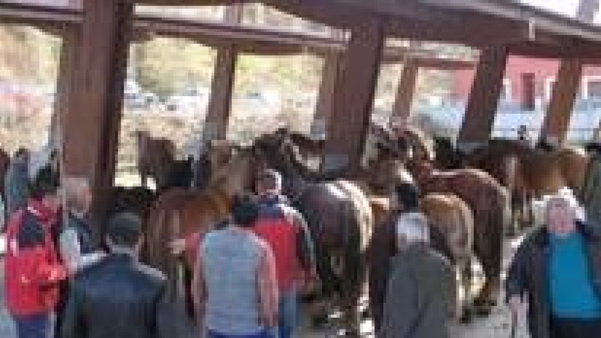 Varios cientos de reses se dieron cita en la feria de Riaño