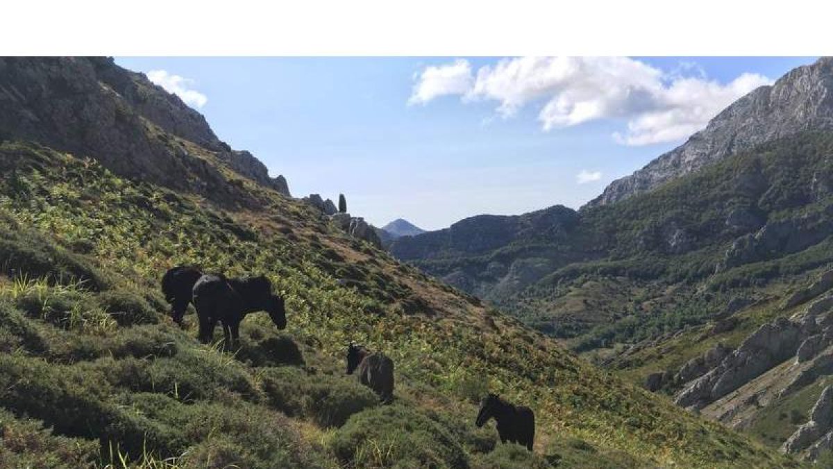 Los caballos, que se consideran la manada más salvaje de Europa, se encuentran en un periodo de adaptación en la zona mientras se tramitan los permisos para iniciar las visitas. DL