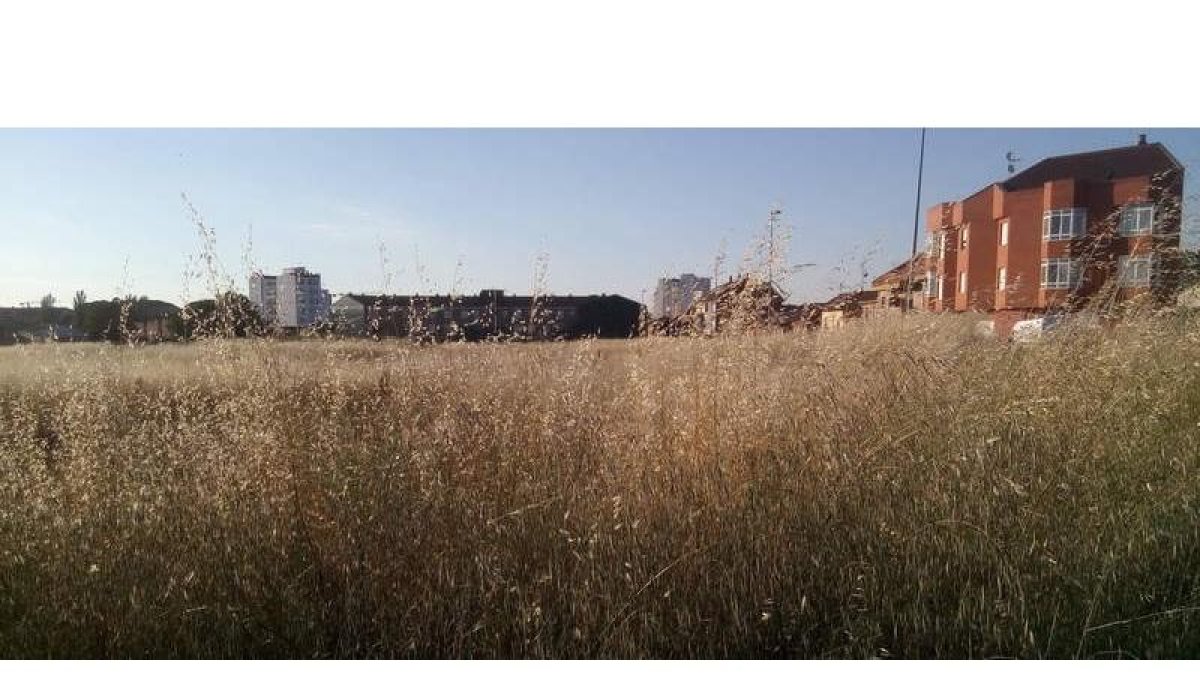 La maleza crece sin control no sólo en parcelas, sino también en rotondas e incluso aceras del barrio. DL