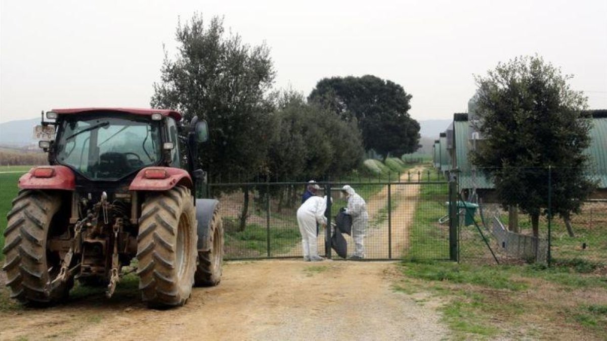 Comprobaciones sanitarias en el municipio de Sant Gregori por el foco de gripe A.