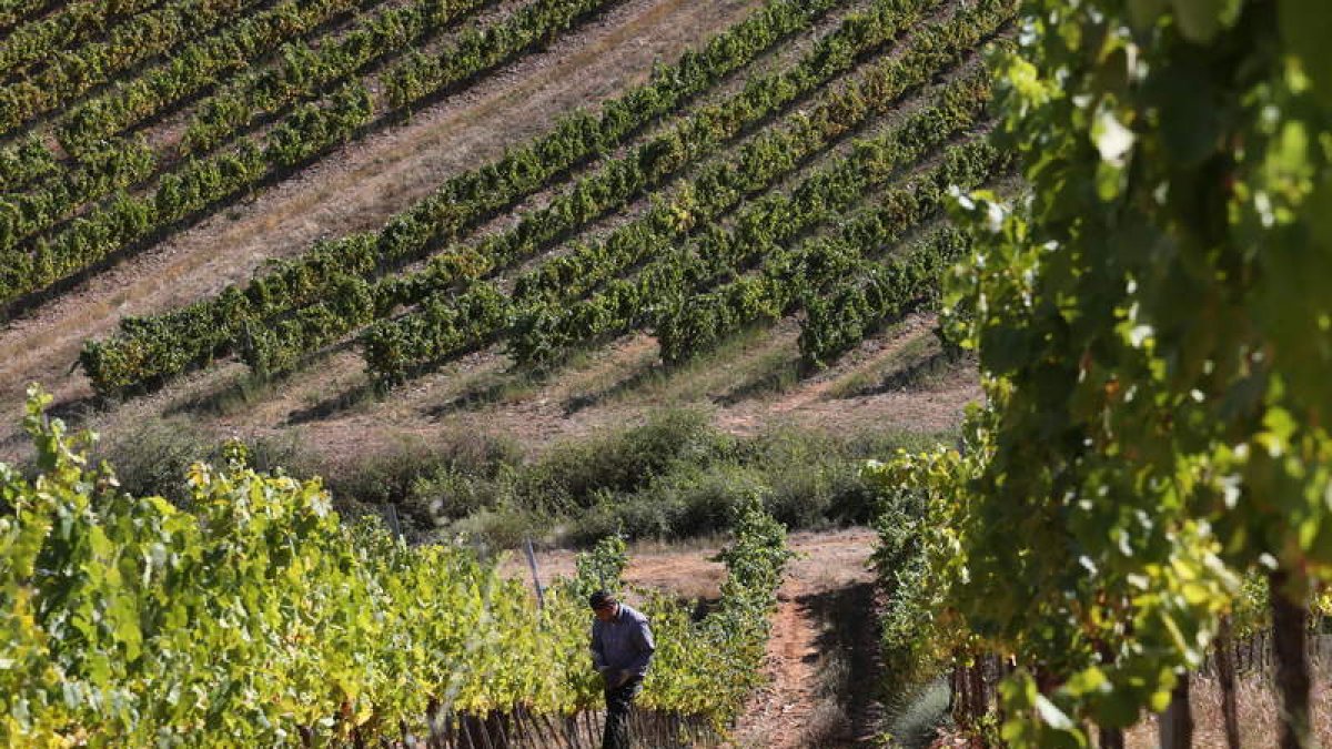 Un viticultor en un viñedo de la DO Bierzo, en imagen de archivo. ANA F. BARREDO