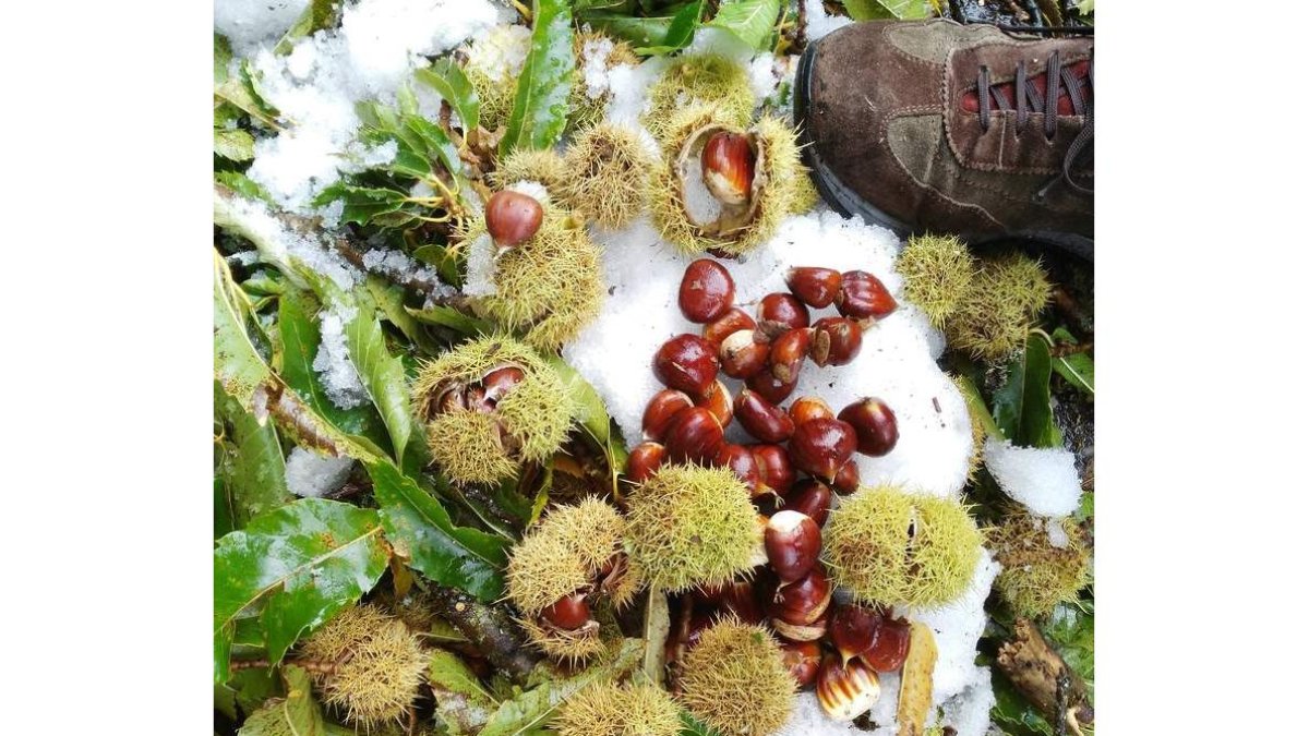 ‘Pañando’ castañas entre la nieve.