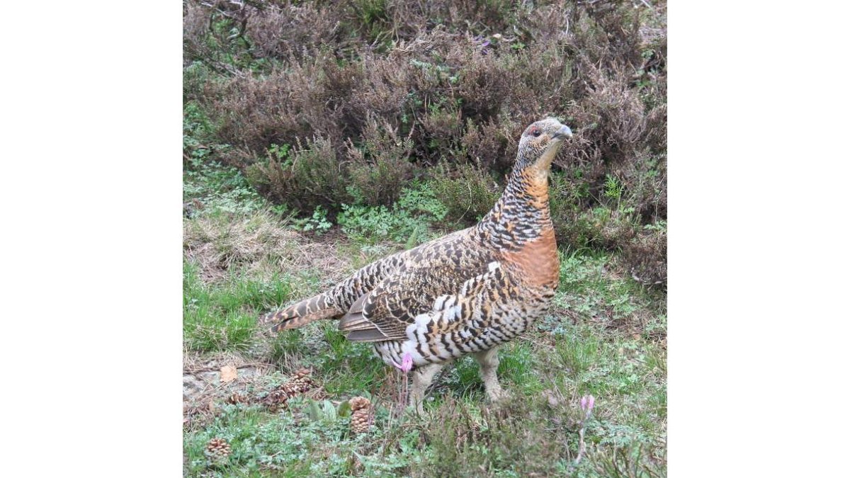 La especie se encuentra en peligro crítico de extinción. DL