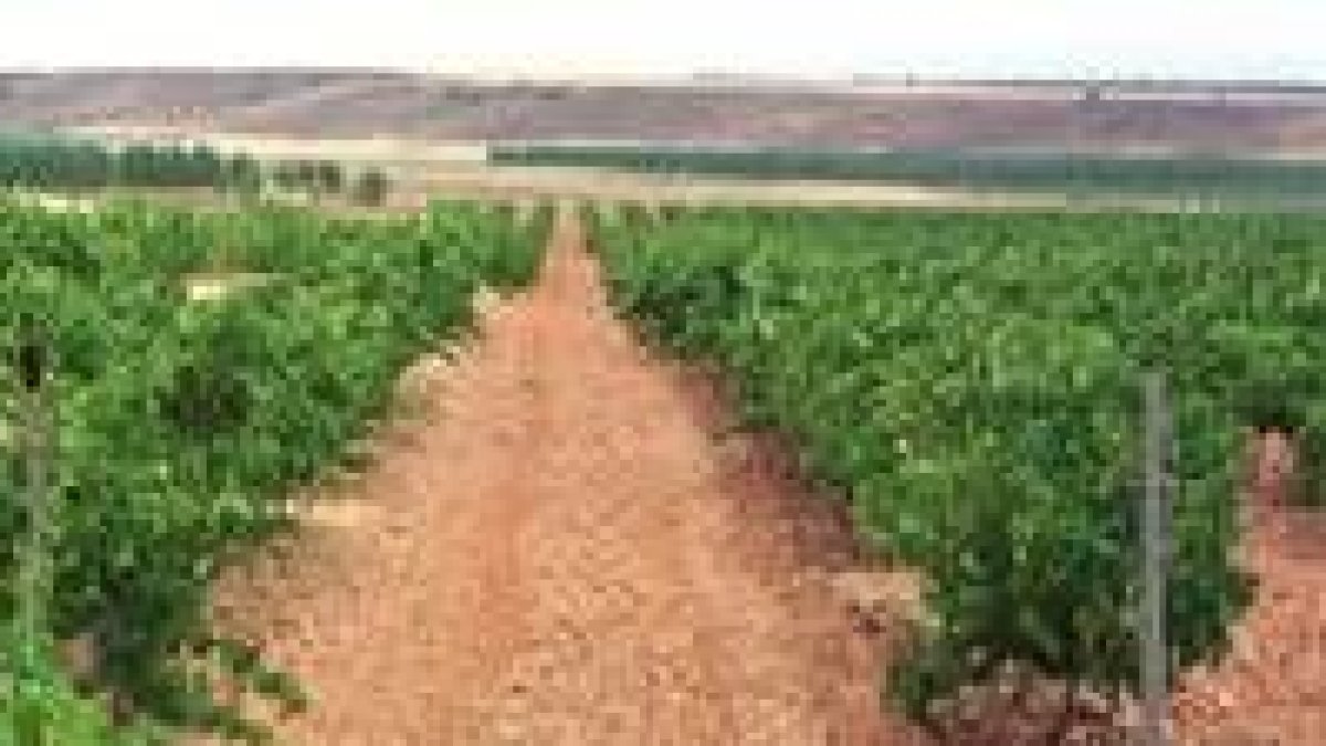 Viñedo de la DO Tierra de León, situado en un paraje de Gordoncillo