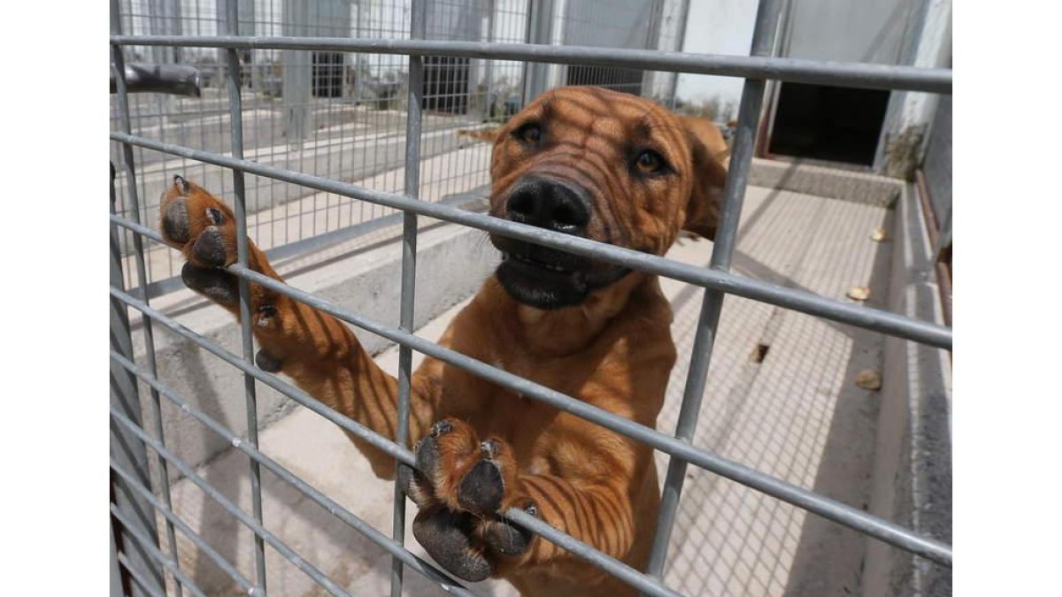 La Diputación recogió el año pasado 161 perros abandonados en la provincia. ANA F. BARREDO