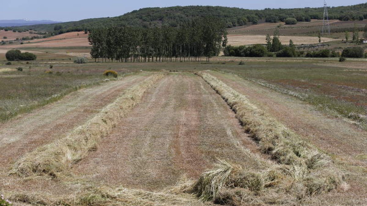 Alfalfa y otras hierbas segadas en una finca de la provincia de León. JESÚS F. SALVADORES